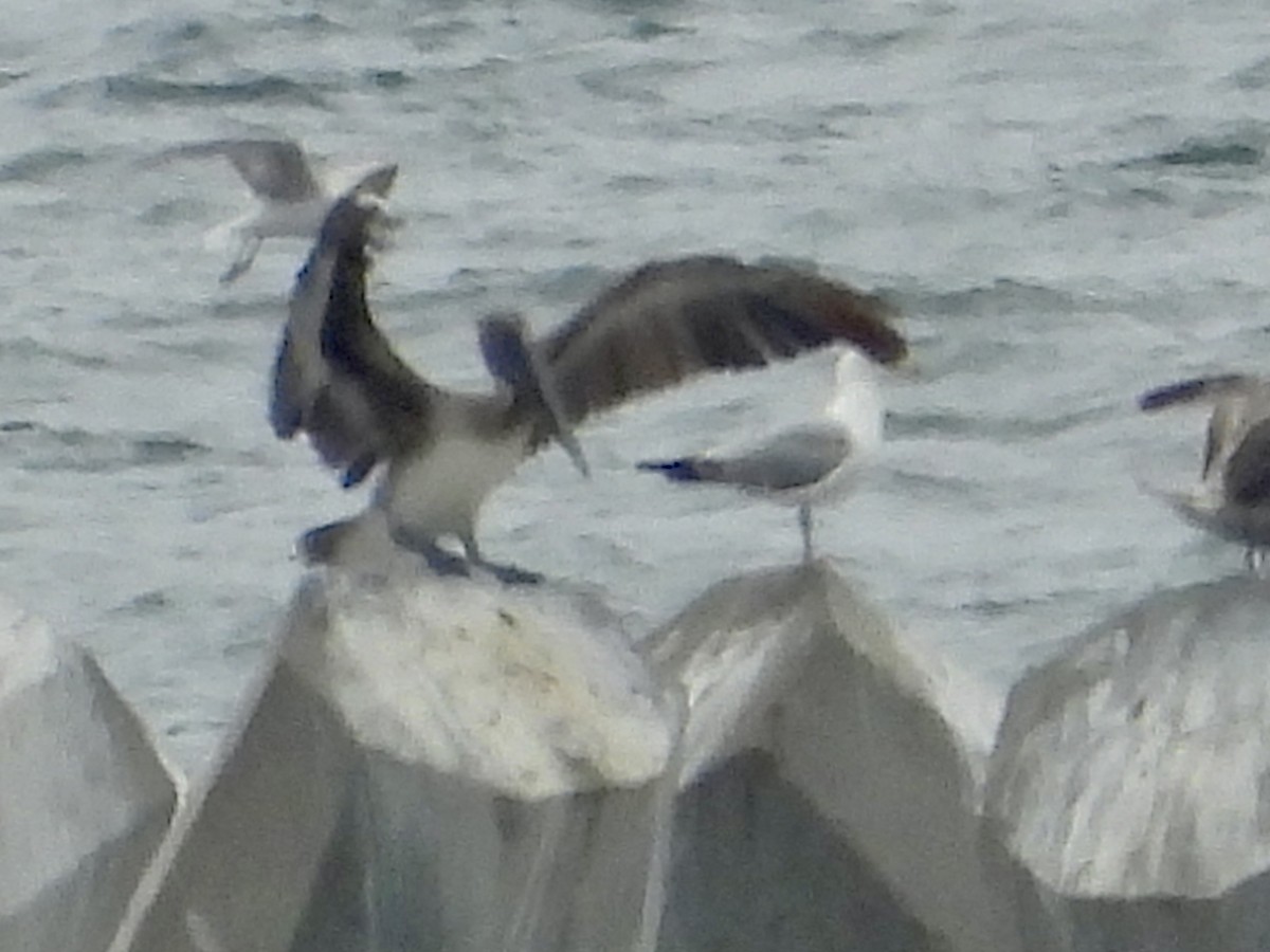 Brown Pelican - ML638121179