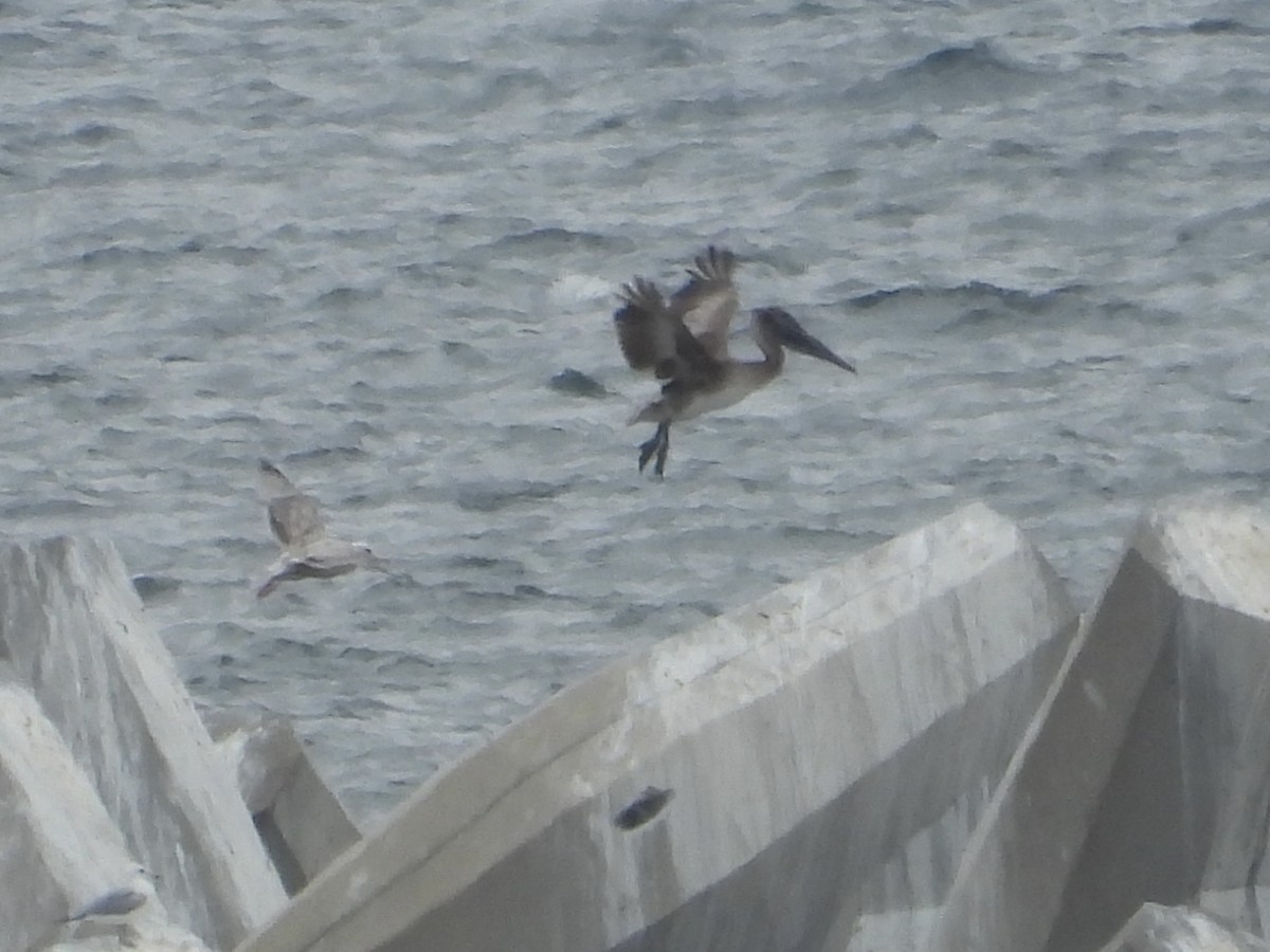 Brown Pelican - ML638121180
