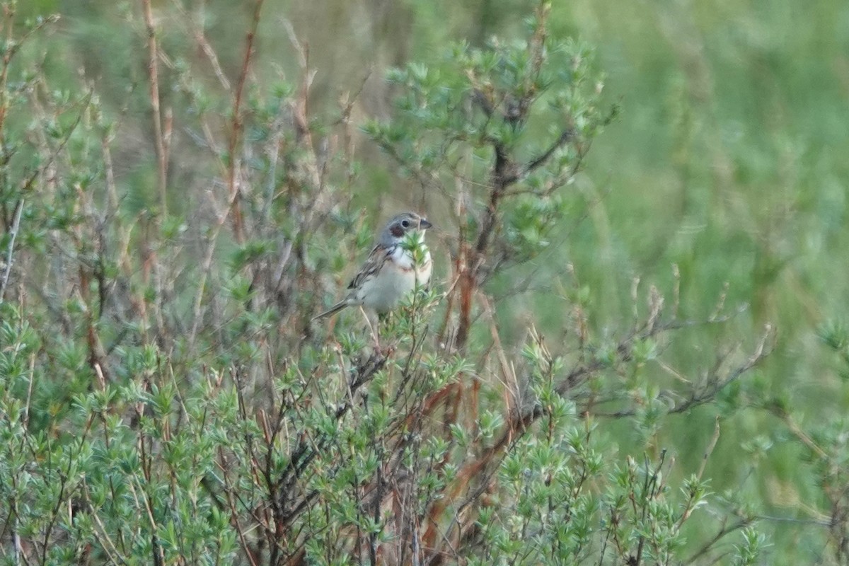 Chestnut-eared Bunting - ML638121194