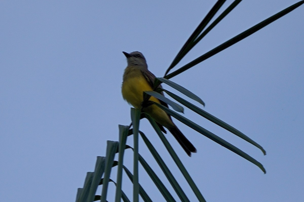 Dusky-chested Flycatcher - ML638121206