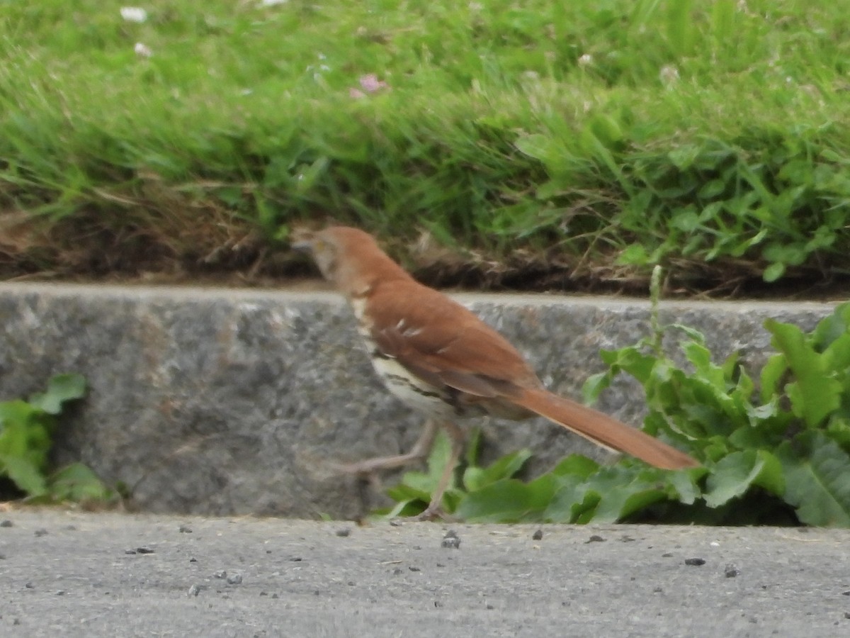 Brown Thrasher - ML638121211