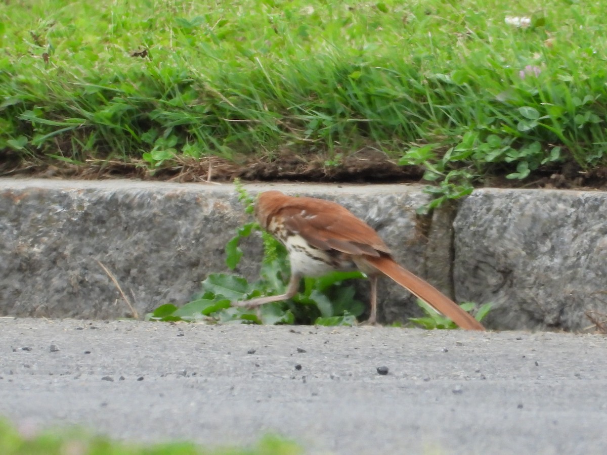 Brown Thrasher - ML638121213