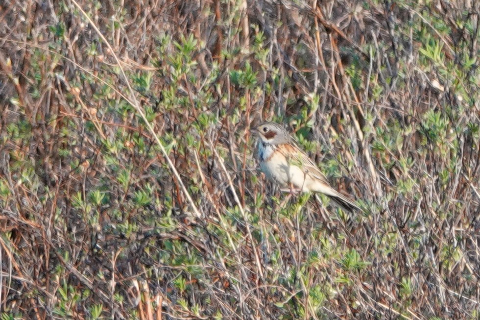 Chestnut-eared Bunting - ML638121218