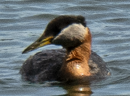 Red-necked Grebe - ML638121219