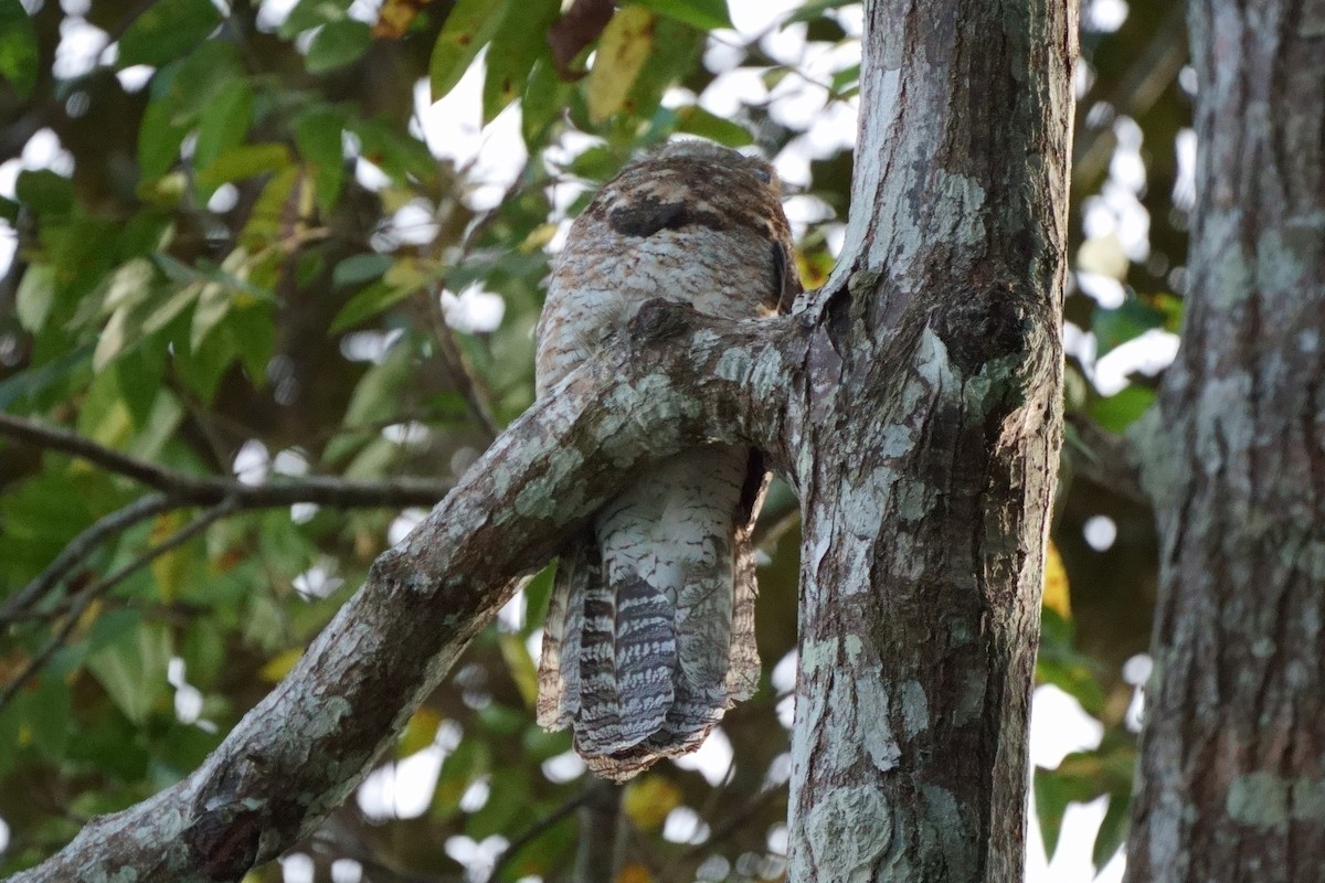 Great Potoo - ML638121223