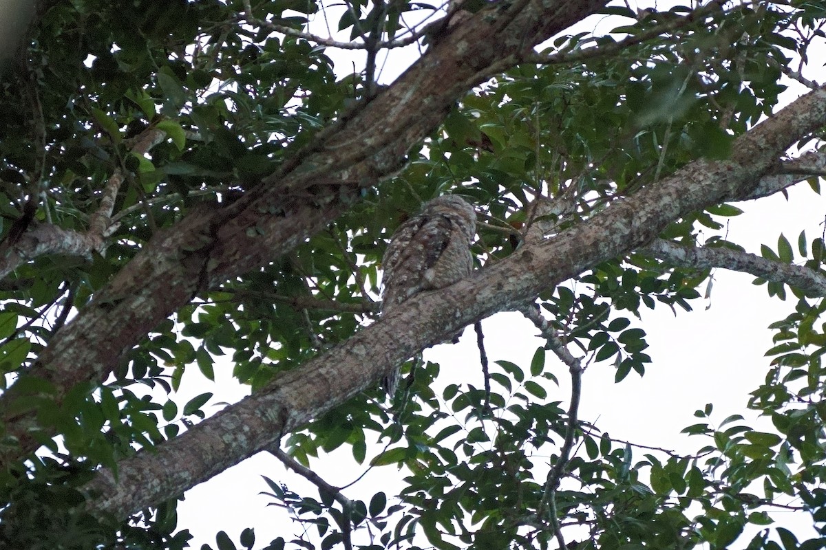 Great Potoo - ML638121224