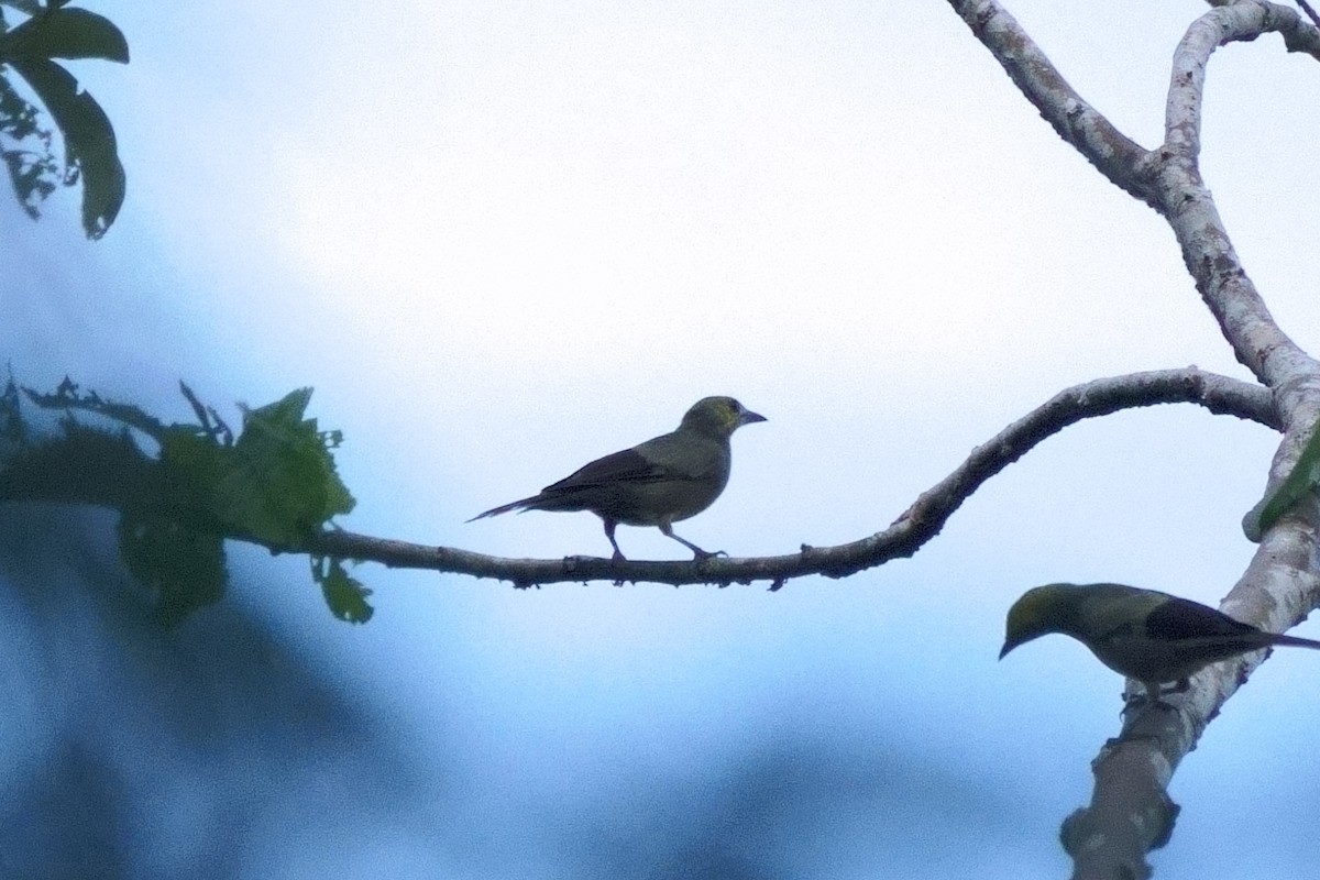 Palm Tanager - ML638121232