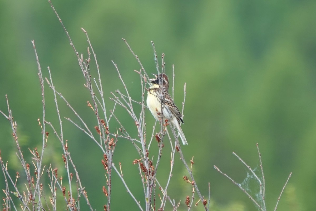Yellow-breasted Bunting - ML638121233