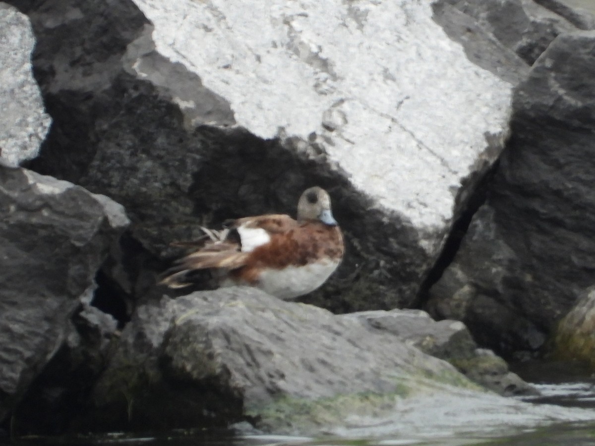 American Wigeon - ML638121242