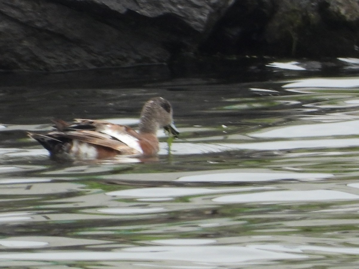 American Wigeon - ML638121243