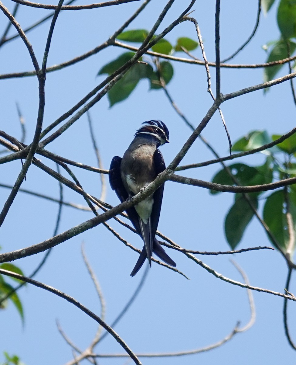 Whiskered Treeswift - ML638121244