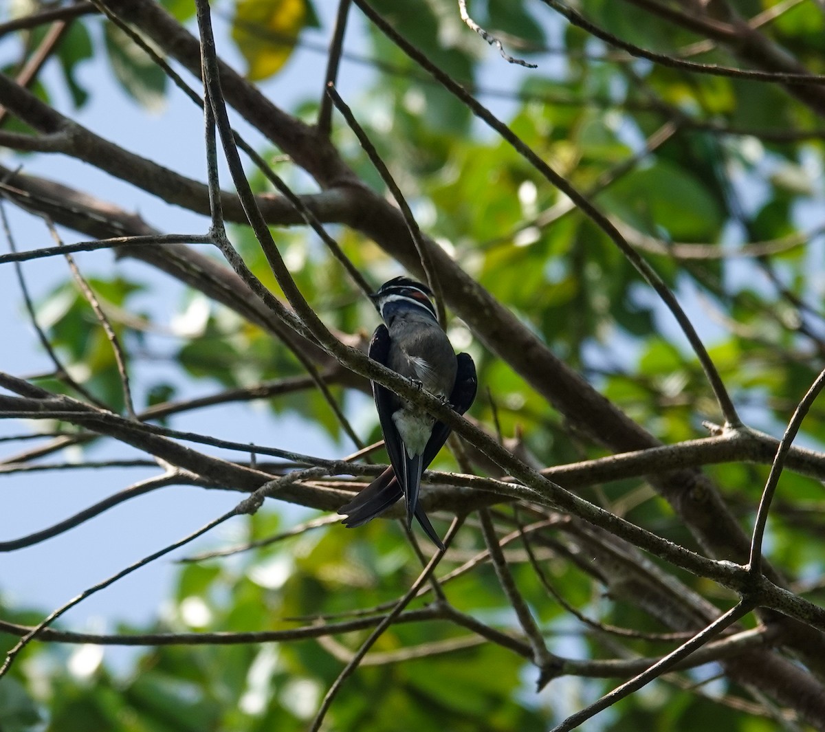 Whiskered Treeswift - ML638121249