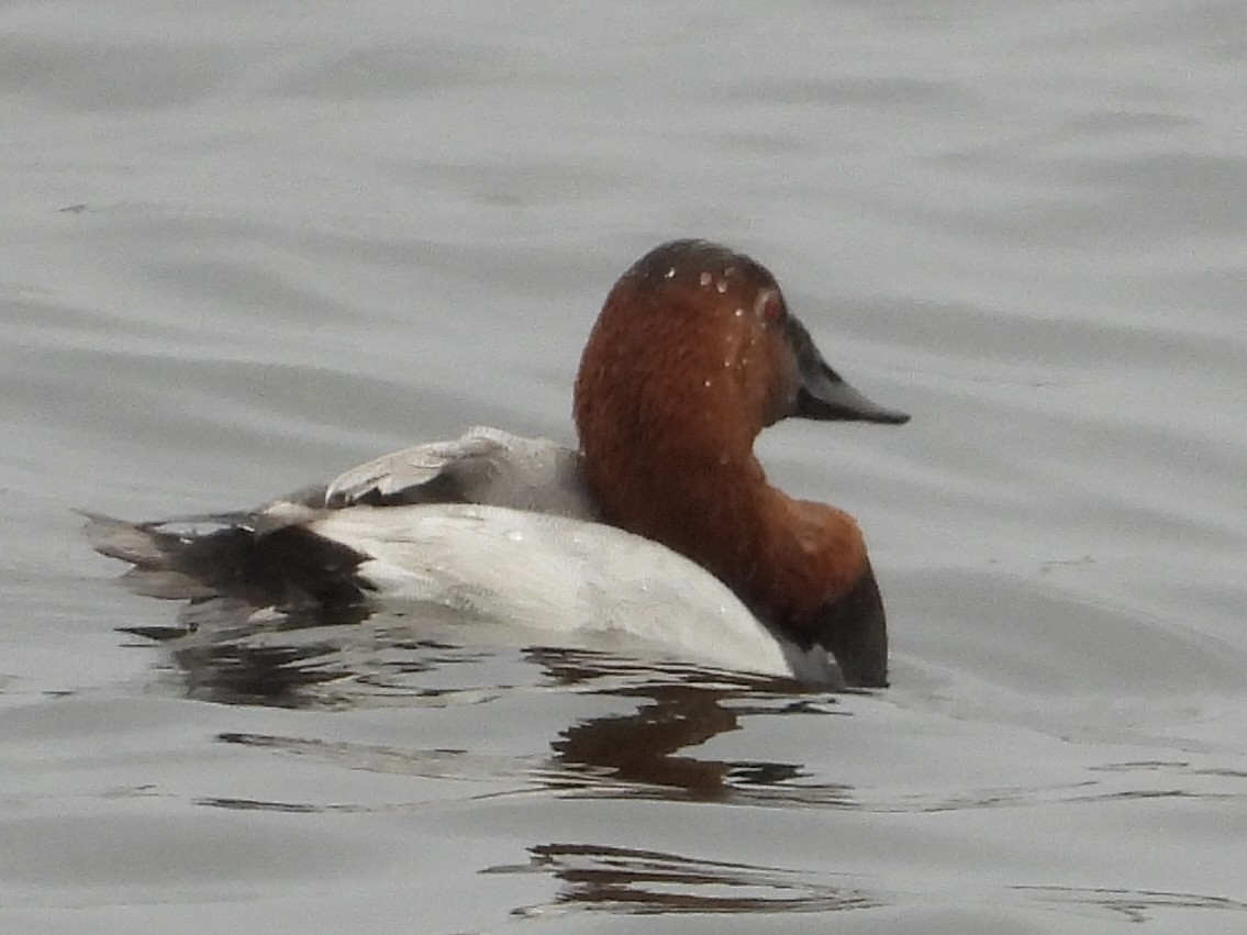 Canvasback - ML638121251