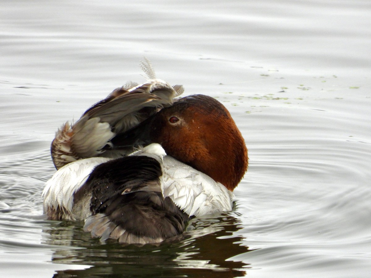 Canvasback - ML638121252