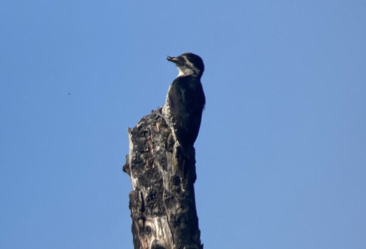 Black-backed Woodpecker - ML638121257