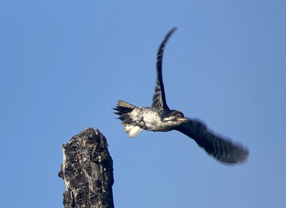 Black-backed Woodpecker - ML638121260