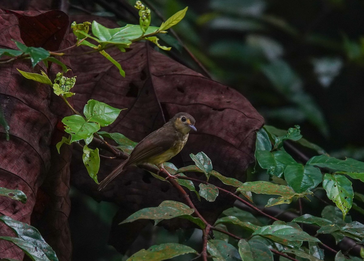Bulbul chevelu - ML638121270