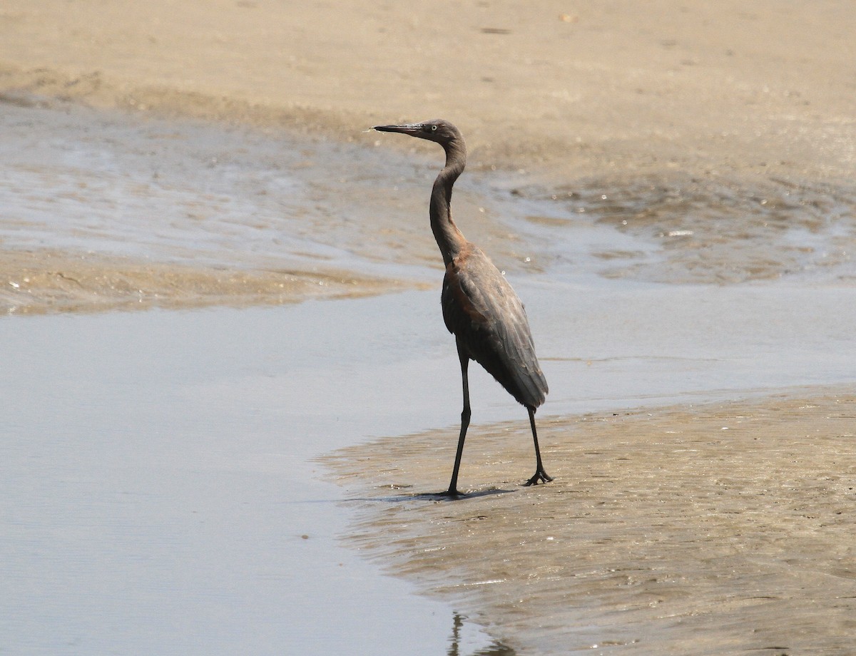 Reddish Egret - ML638121328