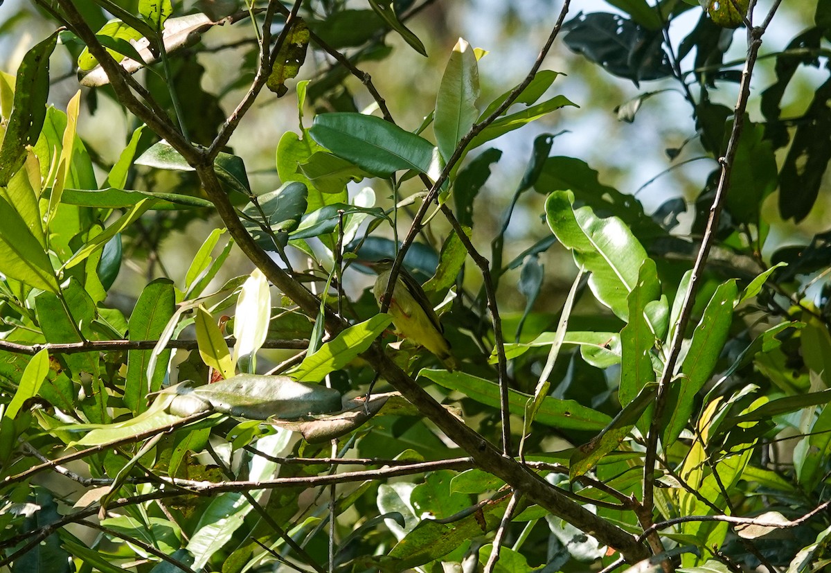Thick-billed Spiderhunter - ML638121349