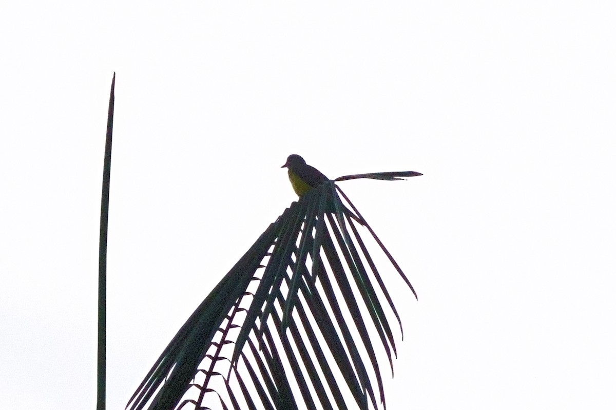 Sulphury Flycatcher - ML638121361