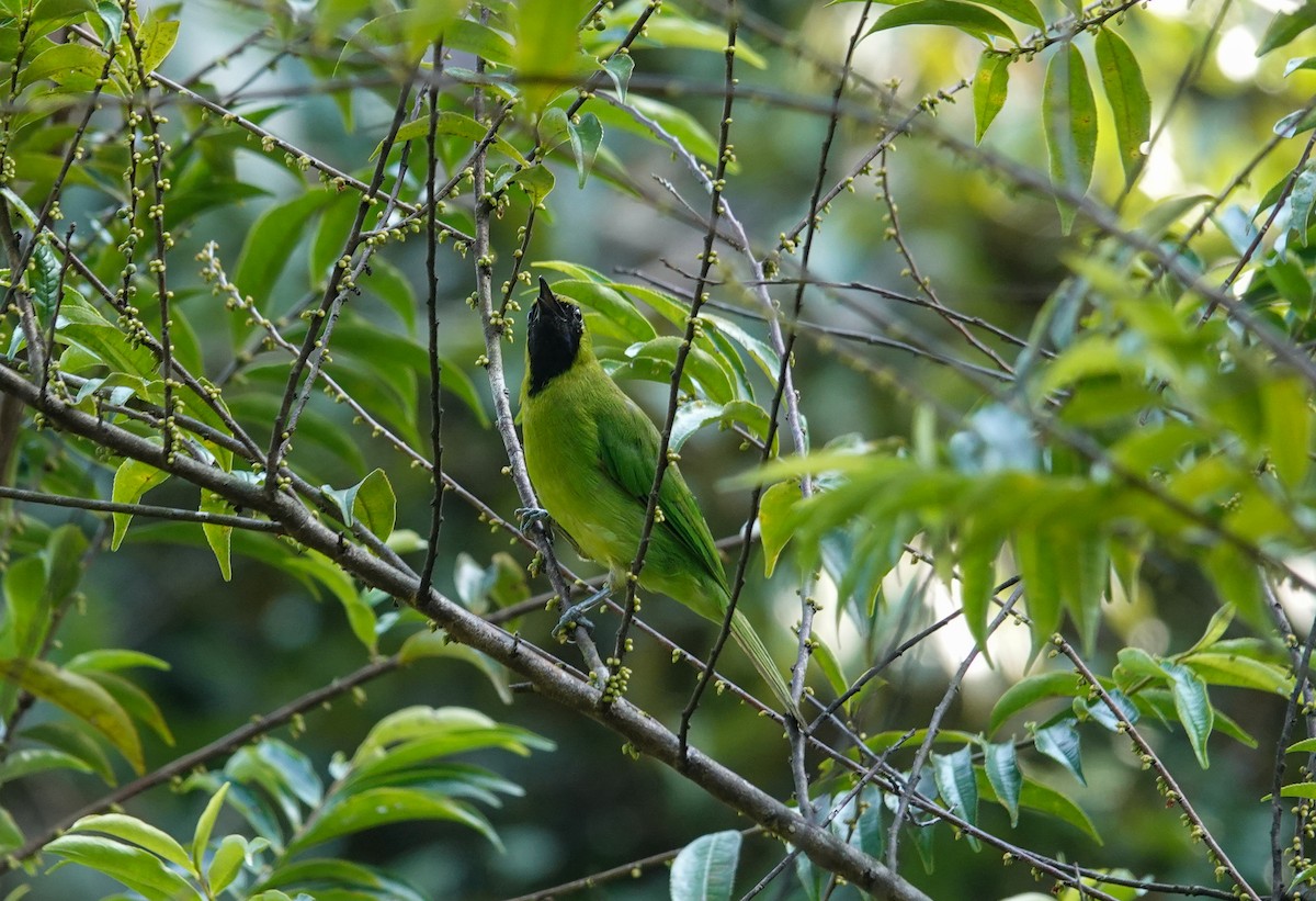 Lesser Green Leafbird - ML638121390