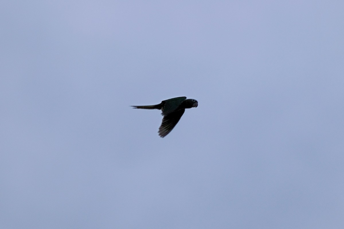 White-eyed Parakeet - ML638121399