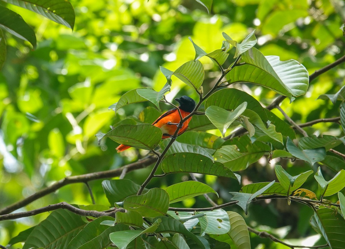 Kırmızı Minivet - ML638121409