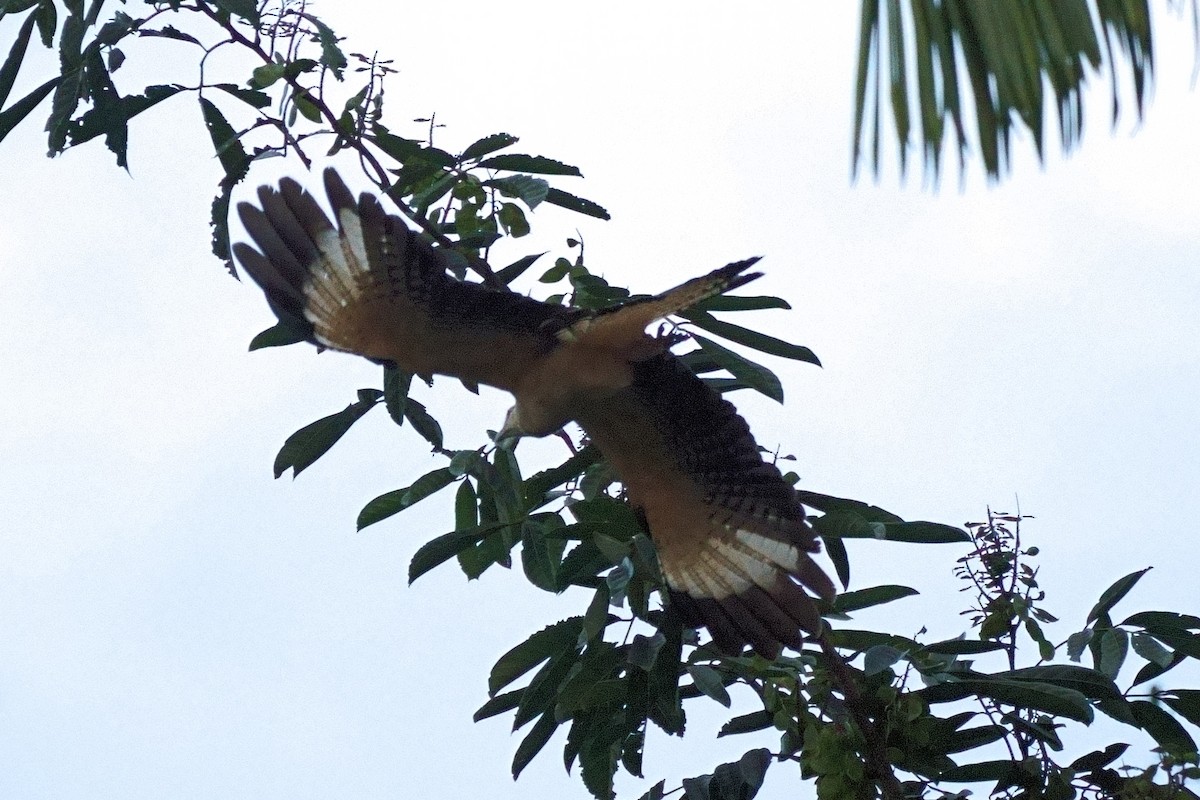 Yellow-headed Caracara - ML638121416