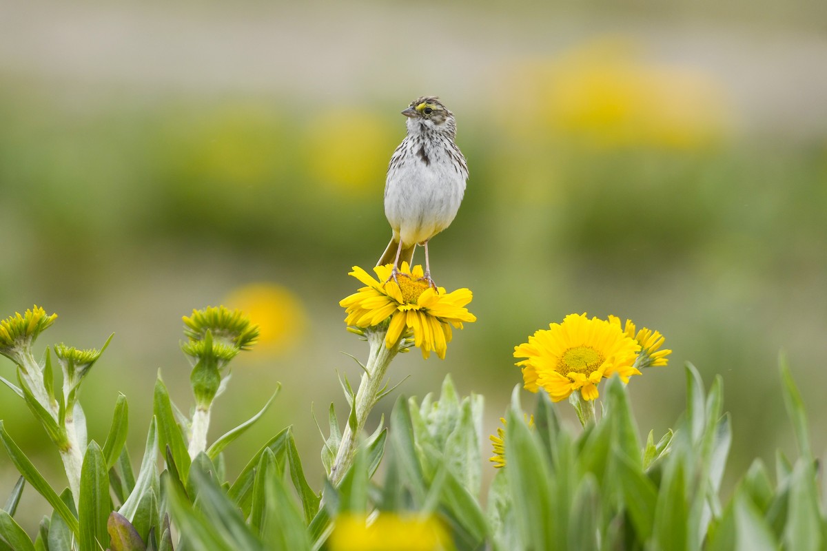 Savannah Sparrow - ML638121420