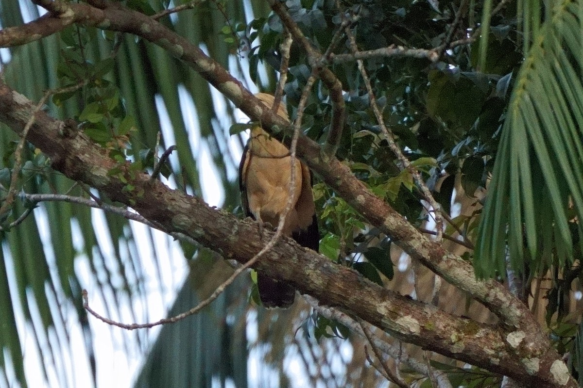 Yellow-headed Caracara - ML638121423