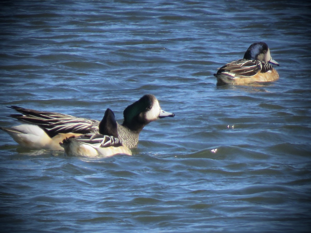 Chiloe Wigeon - ML638121490