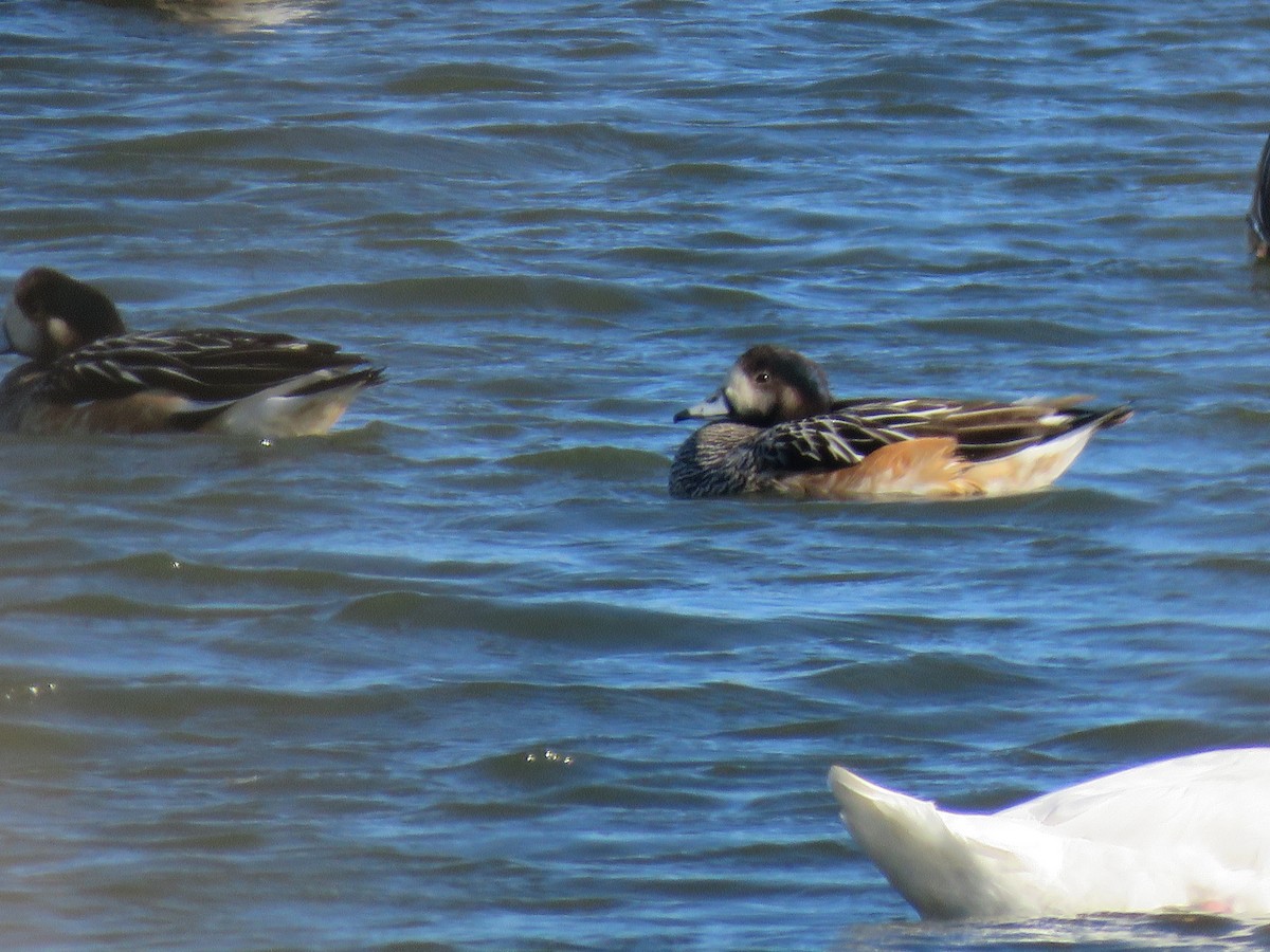 Chiloe Wigeon - ML638121491