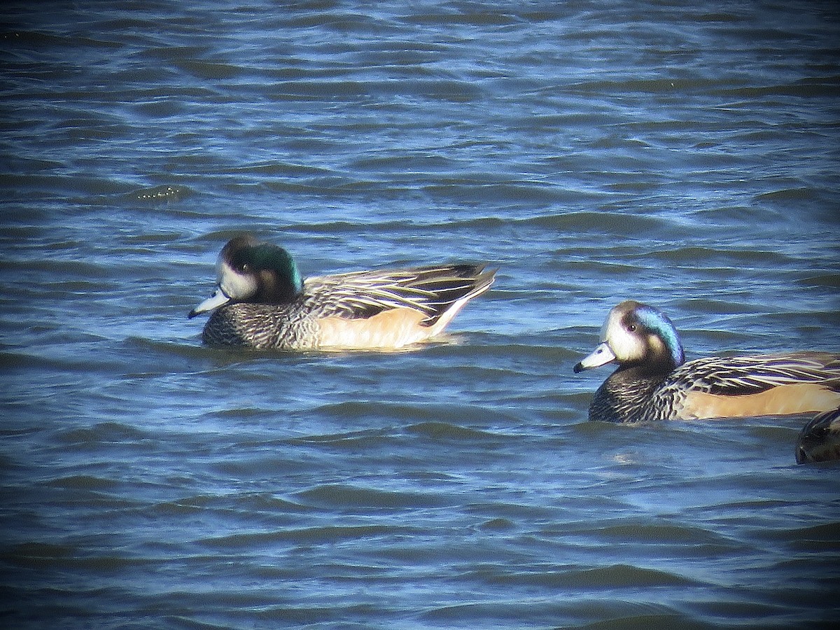 Chiloe Wigeon - ML638121492