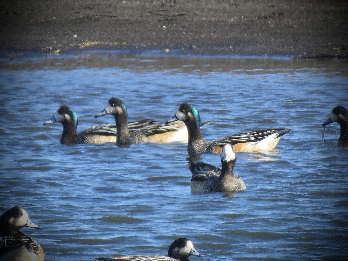 Chiloe Wigeon - ML638121493