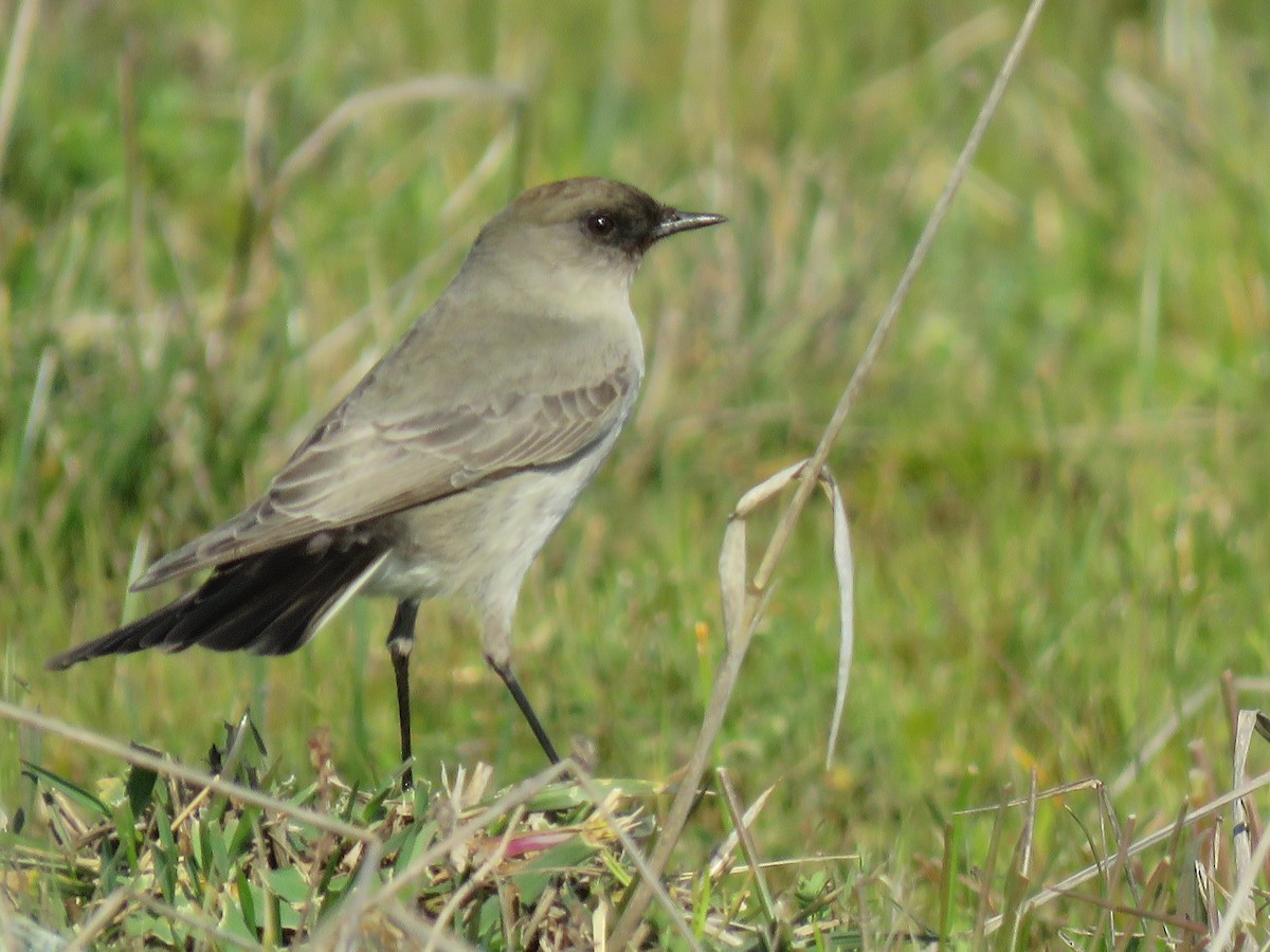 Dark-faced Ground-Tyrant - ML638121496