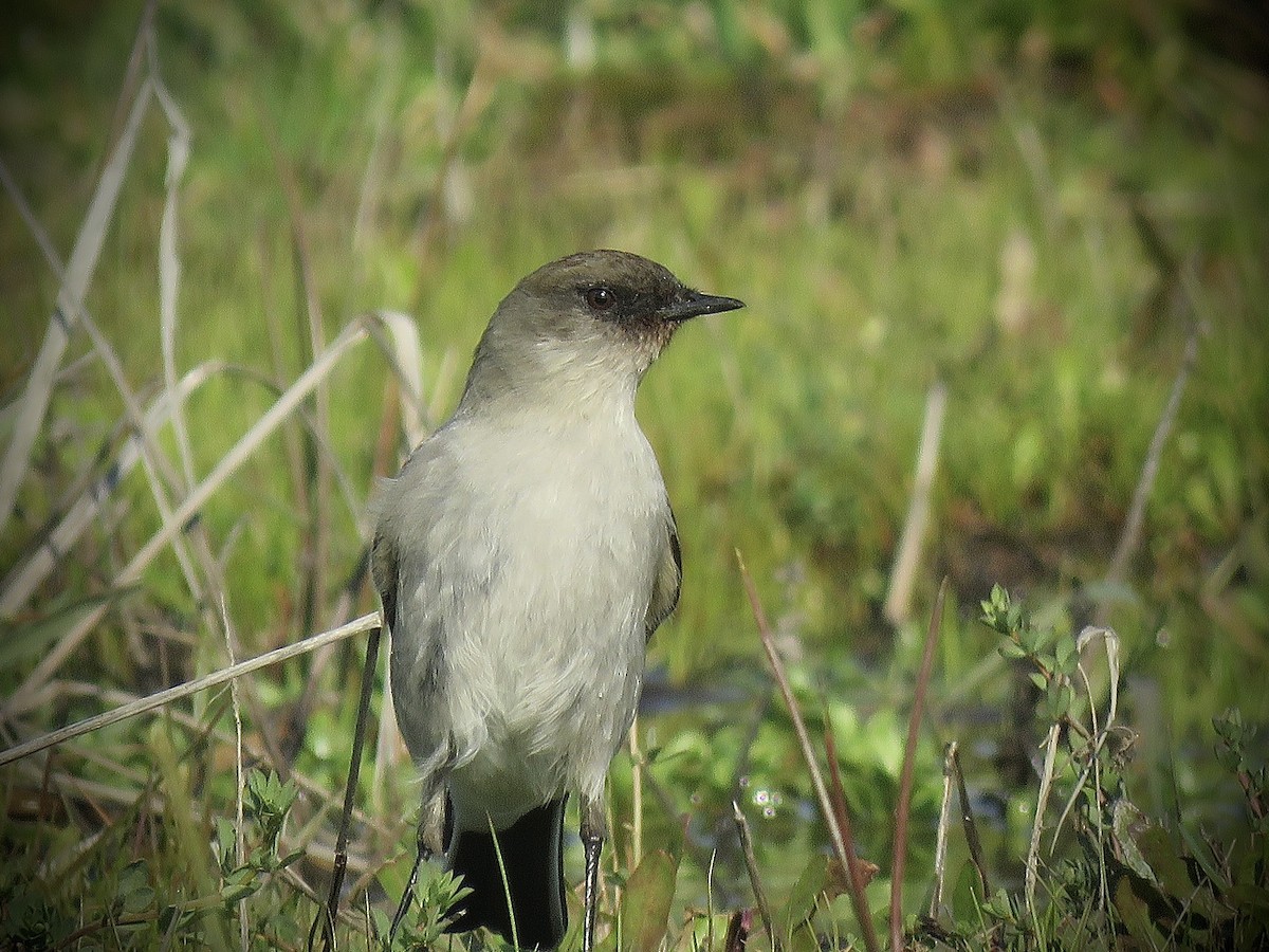 Dark-faced Ground-Tyrant - ML638121497