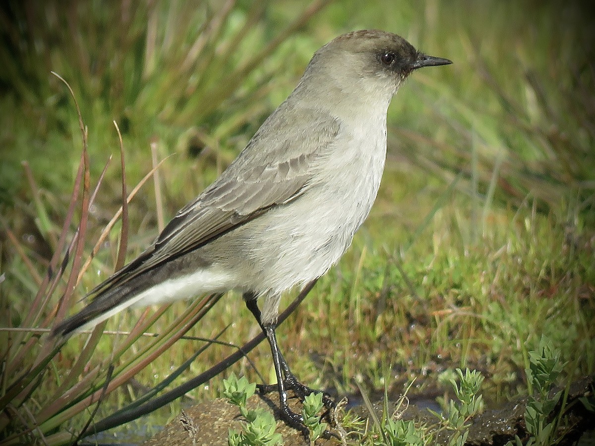 Dark-faced Ground-Tyrant - ML638121498