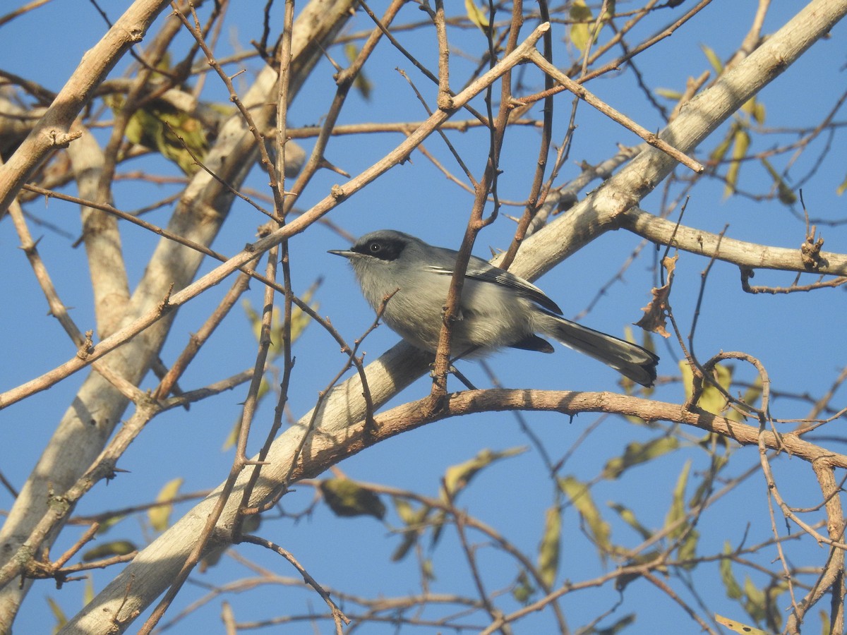 Masked Gnatcatcher - ML638121500
