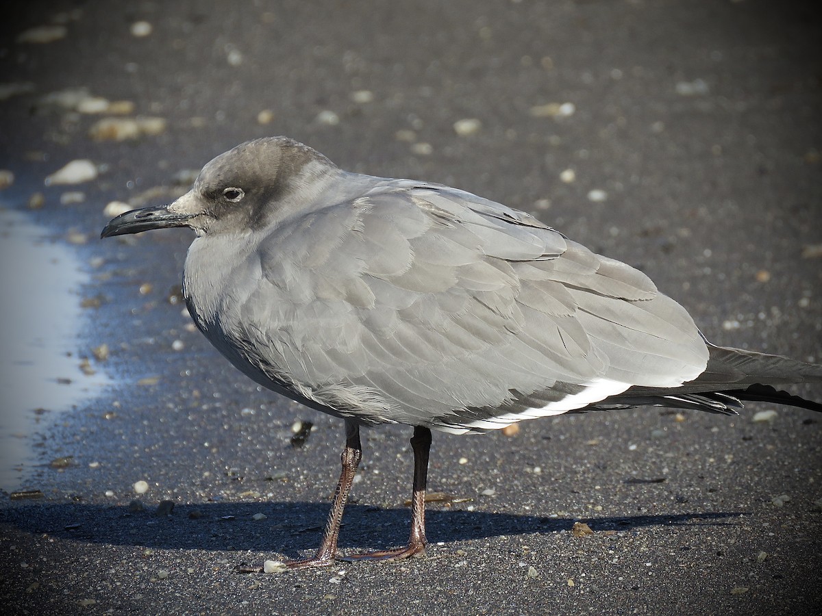 Gray Gull - ML638121535