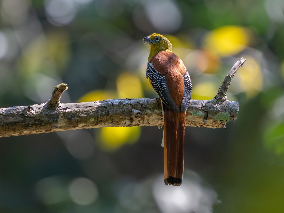 Orange-breasted Trogon - ML638121537
