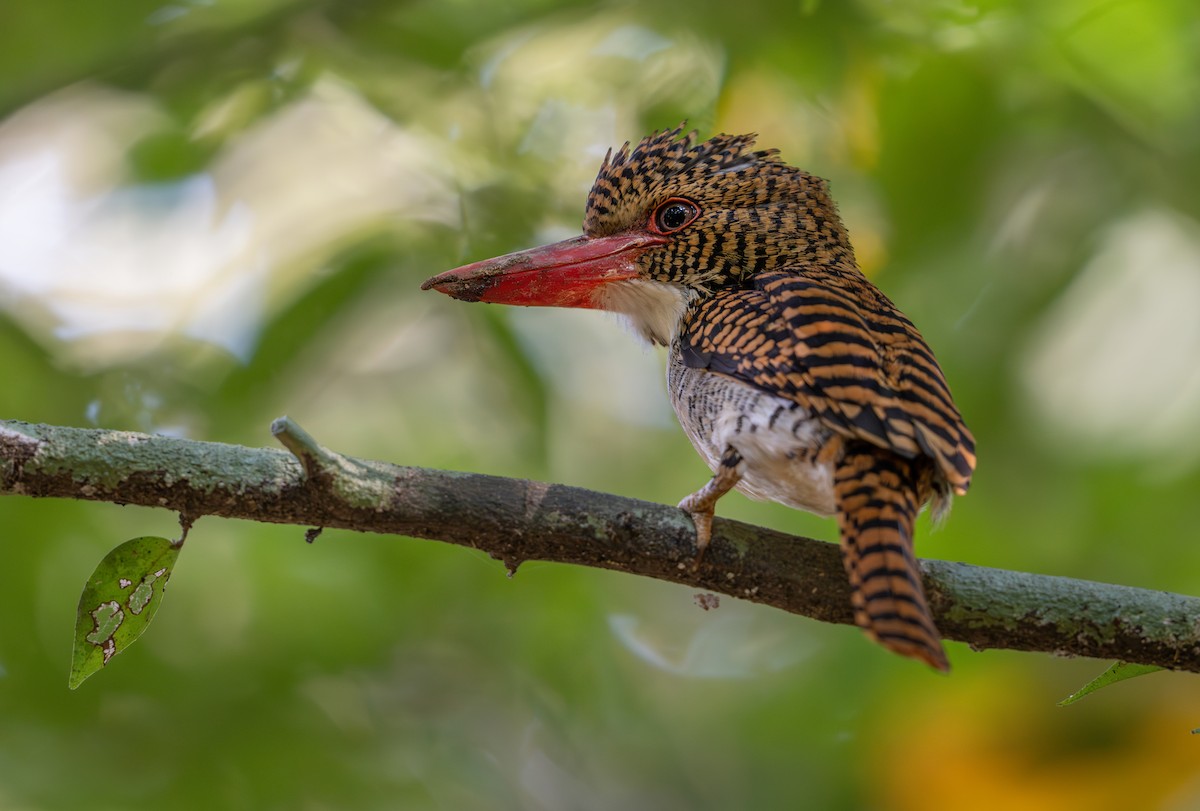 Banded Kingfisher - ML638121551
