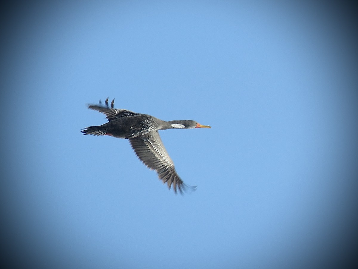 Red-legged Cormorant - ML638121552