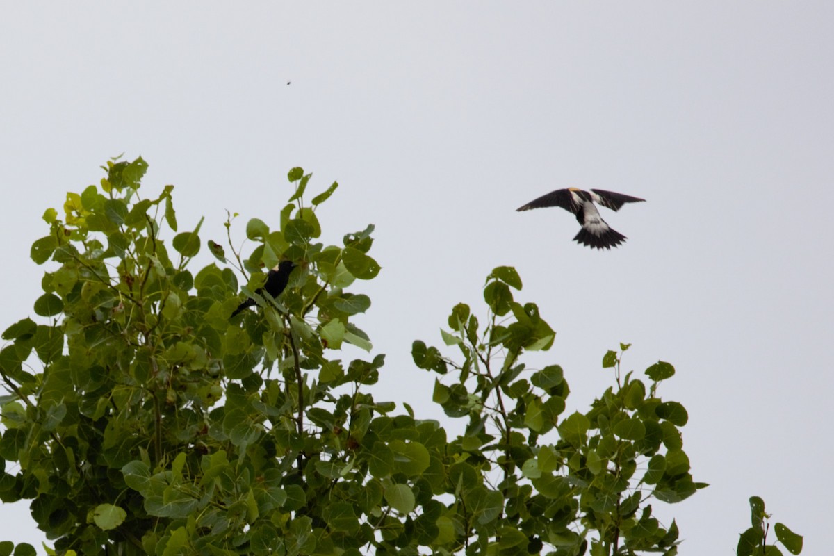 Bobolink - ML638121561