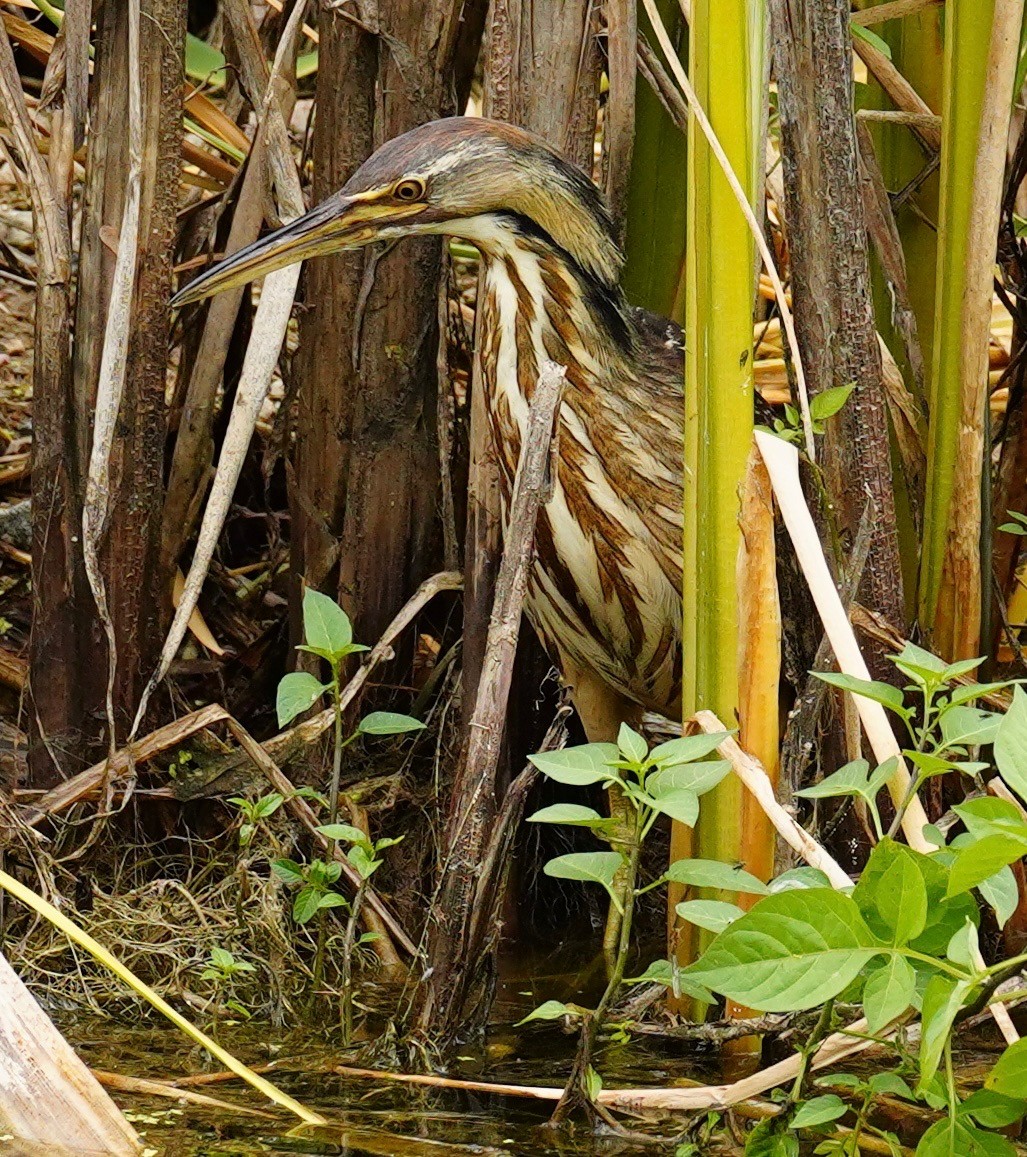 American Bittern - ML638121570