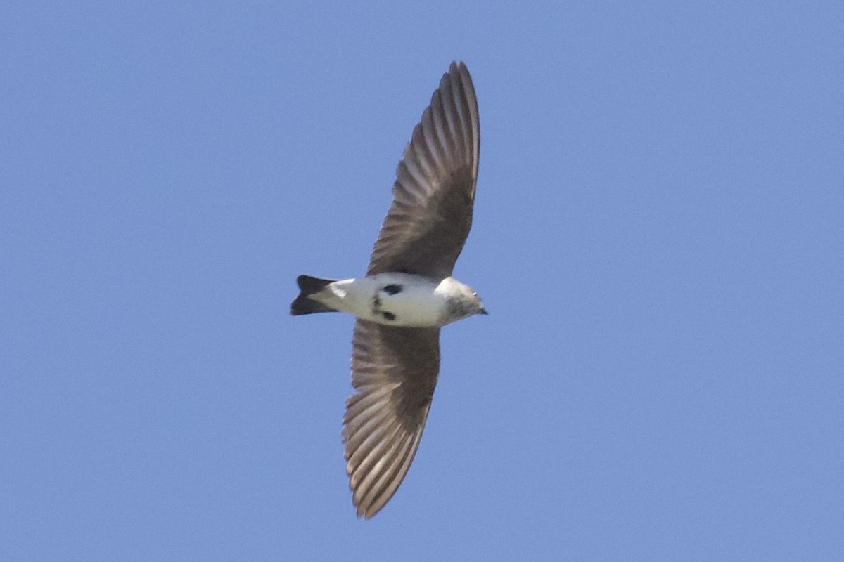 Northern Rough-winged Swallow - ML638121613