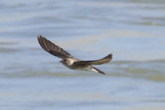 Northern Rough-winged Swallow - ML638121614