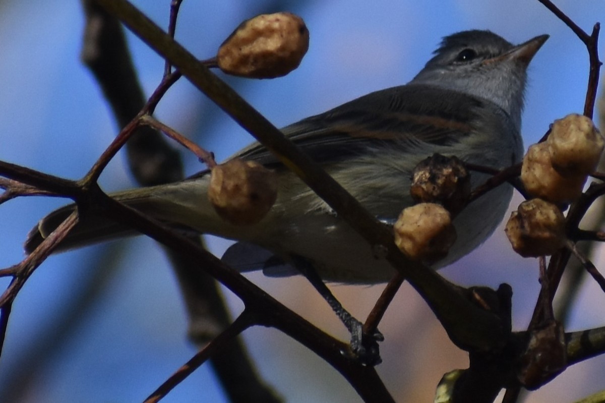 Southern Beardless-Tyrannulet - ML638121618