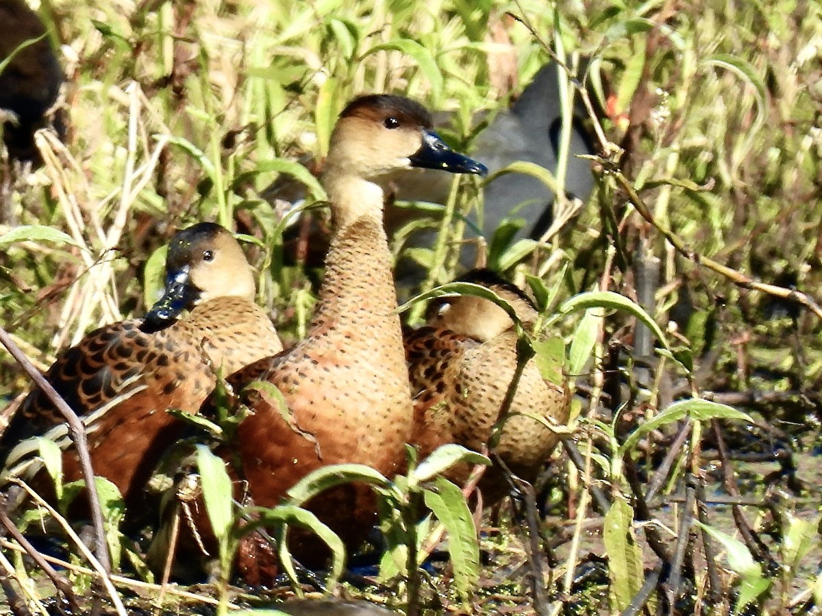 Wandering Whistling-Duck - ML638121629