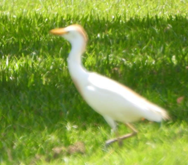 Western Cattle-Egret - ML638121630