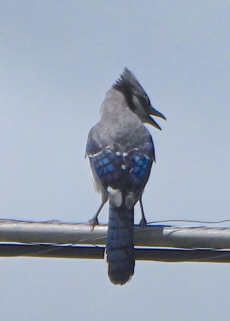 Blue Jay - ML638121640